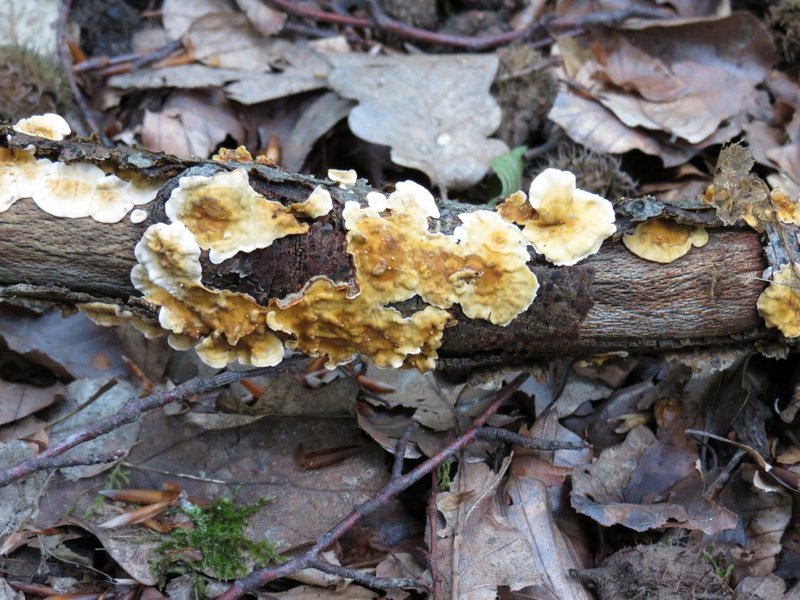 Stereum hirsutum 1639